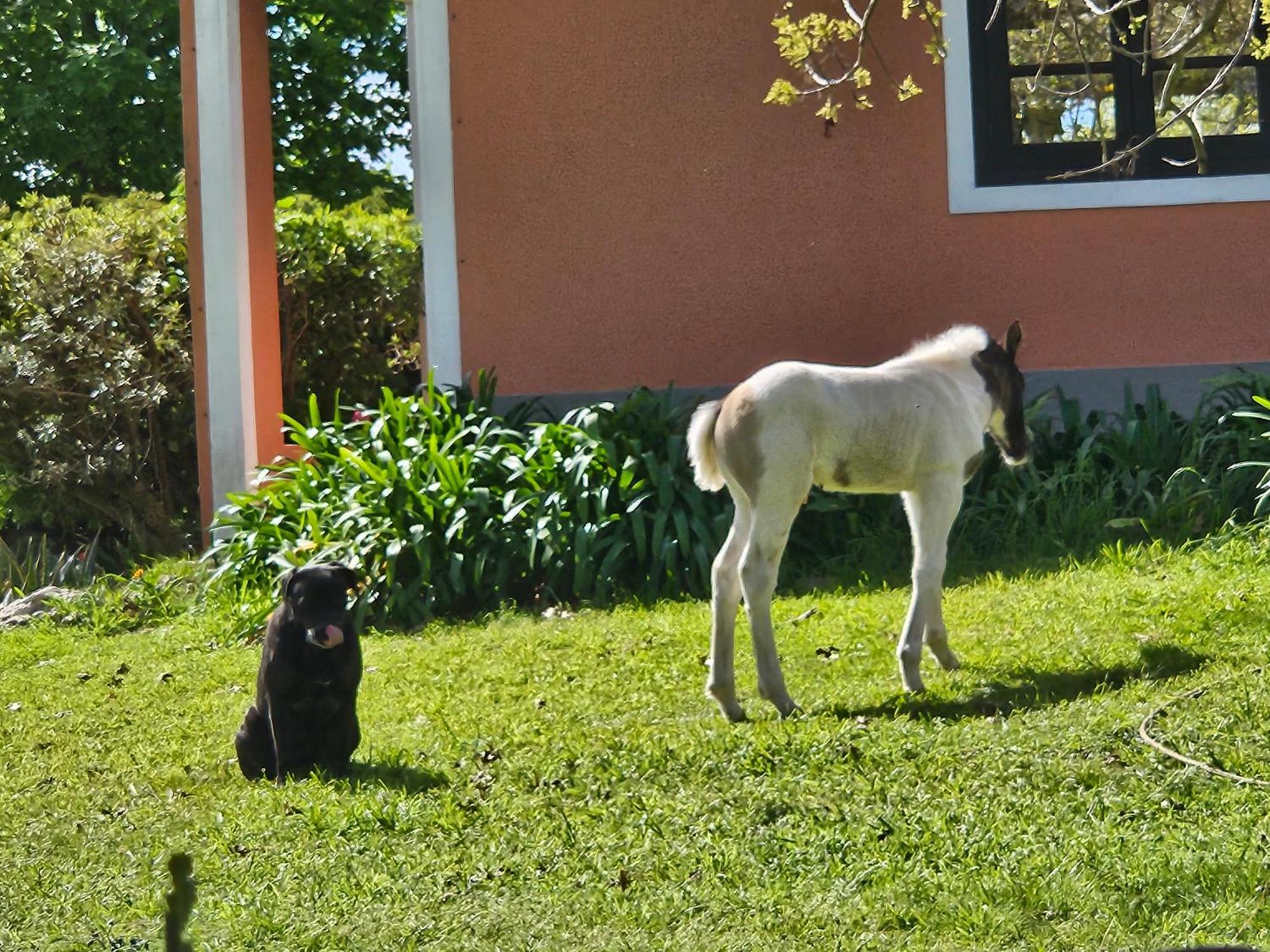 Apartament La Monturera, Loft De Campo Colonia del Sacramento Zewnętrze zdjęcie